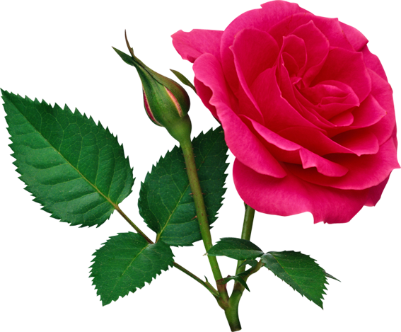 clipart rose buds - photo #29